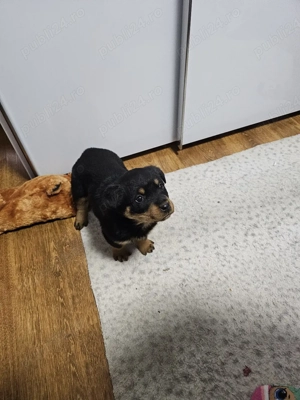 Cățelușa rasa pura Rotwailer 