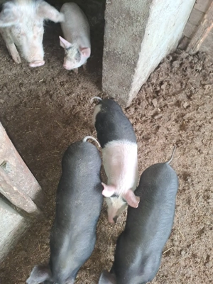 vand purcei de 2 luni petran cu bazna - imagine 3