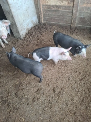 vand purcei de 2 luni petran cu bazna - imagine 2