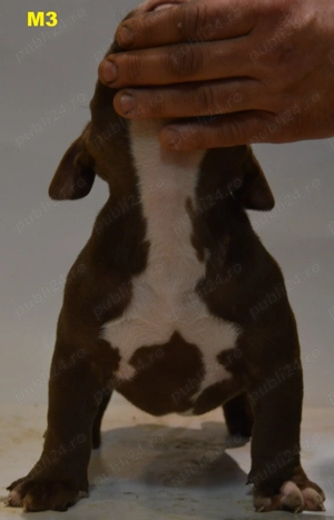 Mascul American Bully Pocket ABKC  - imagine 3