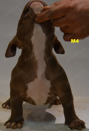 Mascul American Bully Pocket ABKC  - imagine 2