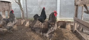 Cocoși australorp tineret  - imagine 2