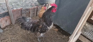 Cocoși australorp tineret 