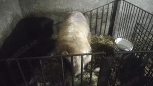 Vând berbec breaz - imagine 5