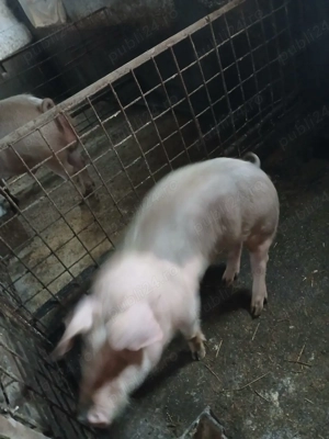 porci dr vinzare - imagine 5