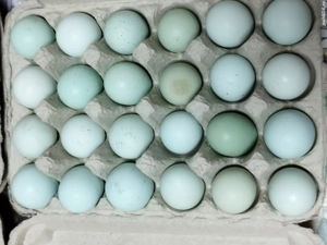 Oua pentru incubat de prepeliță celadon cu 1.5lei buc  - imagine 2