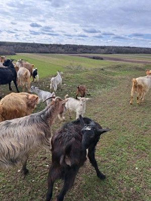 Vând iezi și capre! - imagine 3