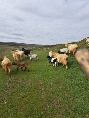 Vând iezi și capre! - imagine 2