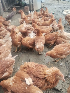 Vând puicute de 17 săptămâni  - imagine 2