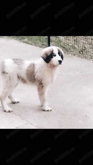 femela Ciobanesc romanesc de Bucovina 