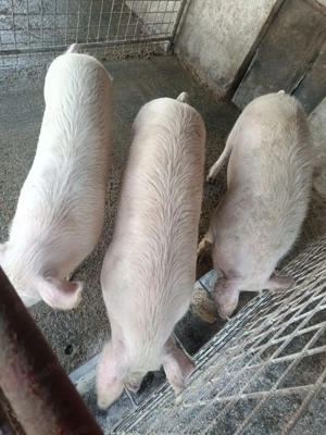 Porci de sacrificat - imagine 2