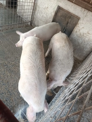 Porci de sacrificat - imagine 5