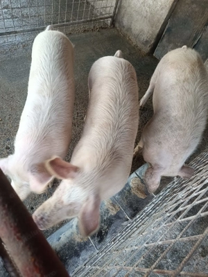 Porci de sacrificat - imagine 3