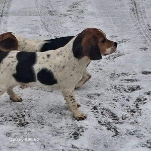 vand o pereche de catei rasa Beagle  - imagine 2
