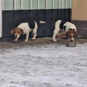 vand o pereche de catei rasa Beagle 