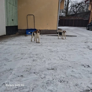 vand o pereche de catei rasa Beagle  - imagine 5