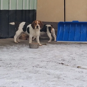 vand o pereche de catei rasa Beagle  - imagine 4