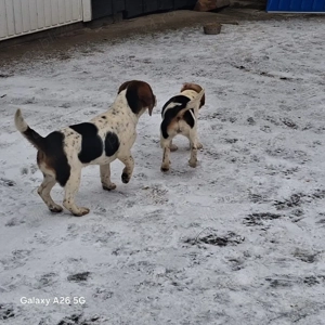 vand o pereche de catei rasa Beagle  - imagine 3