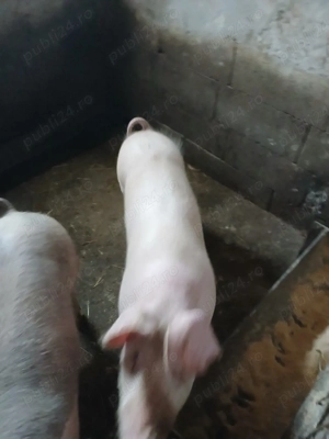 porci dr vinzare - imagine 4