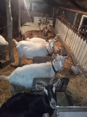 Vând 25 de capre și 2 țapi de rasă - imagine 2