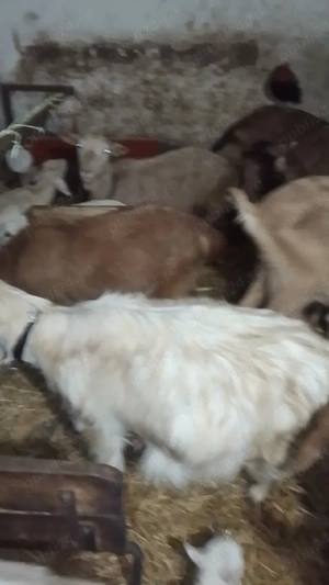 Vând 25 de capre și 2 țapi de rasă - imagine 4