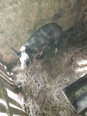 vand purcea pentru rotisor 