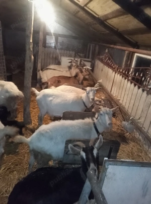 Vând 25 de capre și 2 țapi de rasă