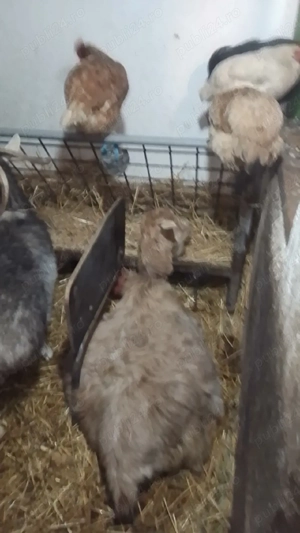 Vând 25 de capre și 2 țapi de rasă - imagine 5