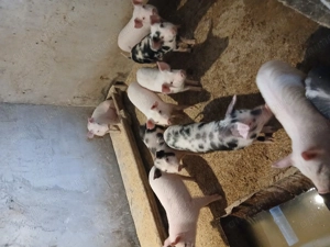 Purcei de vanzare mai sunt 2 perechi au 12 saptamani - imagine 2