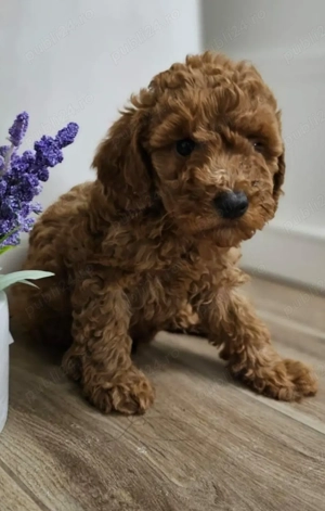 Pudel red 2 luni - imagine 2