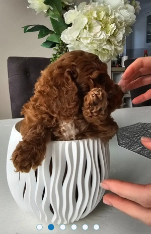 pudel red toy 2 luni - imagine 2