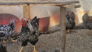 Vand cocoși wyandotte tineret  - imagine 3