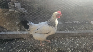 Vand cocoși wyandotte tineret  - imagine 5