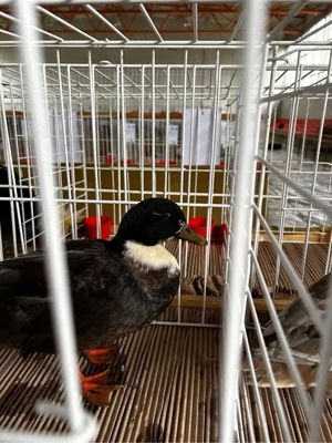 Rate pitice olandeze