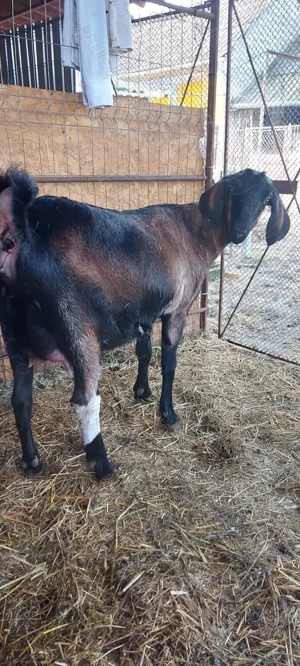 Capra ieduță anglo-nubian metis  - imagine 3