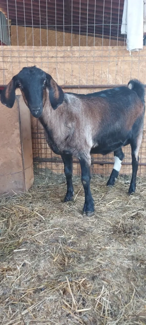 Capra ieduță anglo-nubian metis  - imagine 4