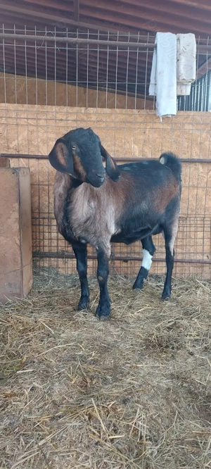 Capra ieduță anglo-nubian metis 