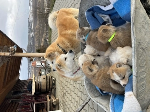 Akita Inu Japonez  - imagine 4