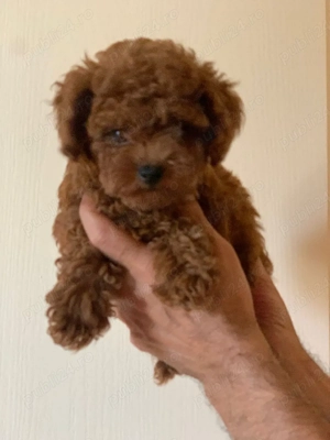 Pudel red 2 luni cu carnet de sanatate - imagine 3