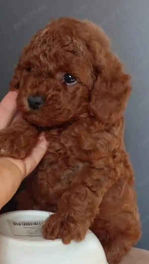 Pudel red 2 luni cu carnet de sanatate