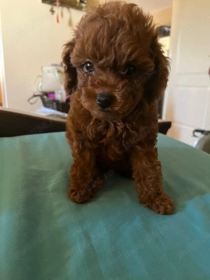 Pudel red 2 luni cu carnet de sanatate - imagine 2