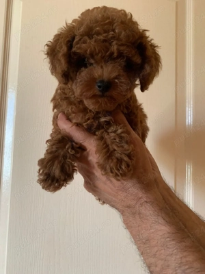 Pudel red 2 luni cu carnet de sanatate - imagine 4