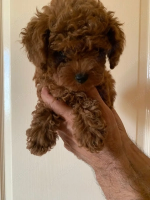 Pudel red 2 luni cu carnet de sanatate - imagine 5