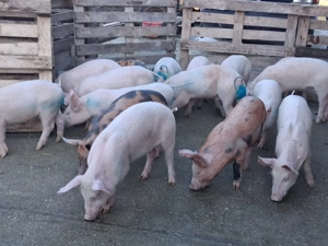 vând 12 masculi castrați de 12 săptămâni 25 kg