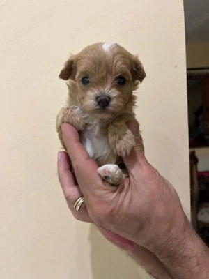 Maltipoo toy de vanzare - imagine 5