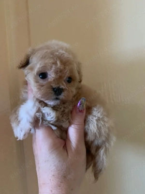 Maltipoo toy de vanzare - imagine 4