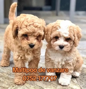 Maltipoo toy de vanzare