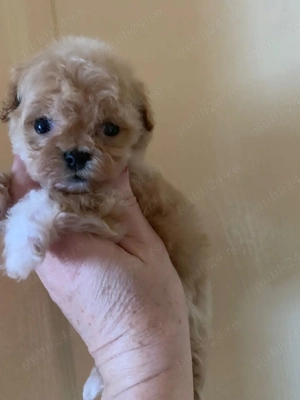 Maltipoo toy de vanzare - imagine 3