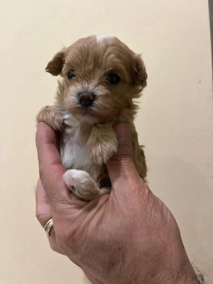 Maltipoo toy de vanzare - imagine 2