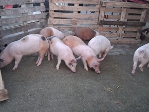 vând 8 purcei de 12 săptămâni 25 kg